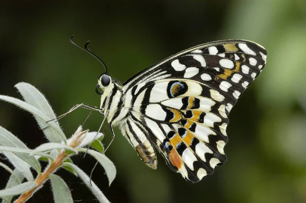Linden Swallowtail Untailed Swallowtail Lime Swallowtail Papilio Demoleus Lateral — Stock Photo, Image