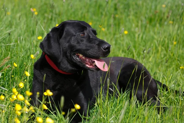 Black Labrador Retriever Lying Blumenwiese Schleswig Holstein Germany Europe — Stockfoto