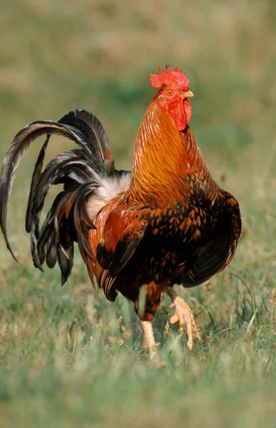 Free Range Domestic Fowl Rooster Texel Island Netherlands — Stock fotografie