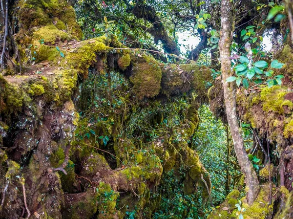 Moss Covered Trees Branches Mossy Forest Cloud Forest Fog Rainforest — Foto de Stock
