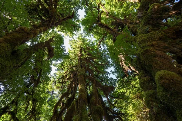 Moss Draped Trees Hoh Rainforest Forks Olympic National Park Washington — 스톡 사진