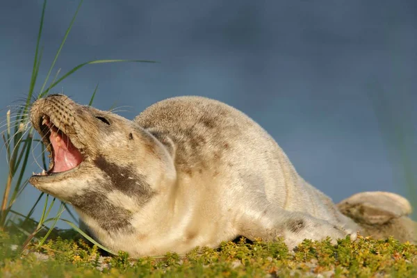 Havenseal Phoca Vitulina Pup Oost Friese Eilanden Oost Friesland Nedersaksen — Stockfoto