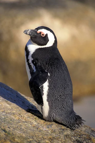 Penguin Portrait Close View — Stock Photo, Image