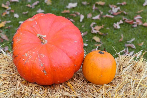 Colourful Cucurbitas Cucurbita Straw — Foto de Stock