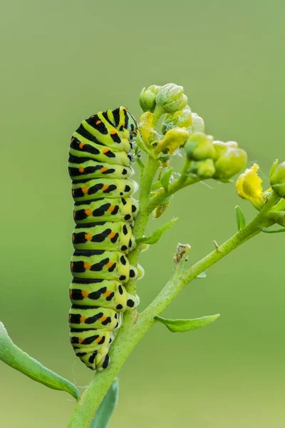 Swallowtail Гусеница Цветок Бургенланд Австрия Европа — стоковое фото