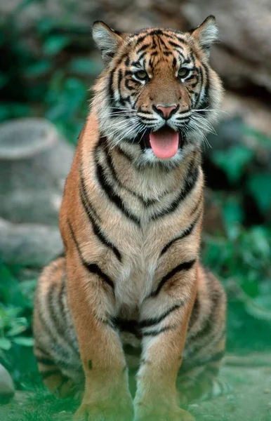 Tigre Sumatra Panthera Tigris Sumatrae — Fotografia de Stock