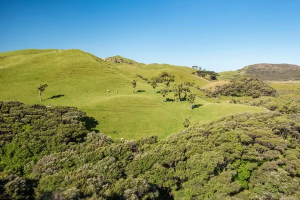 Yuvarlanan Tepeler Koyun Otlakları Veda Spit Yakınları Golden Bay Southland — Stok fotoğraf