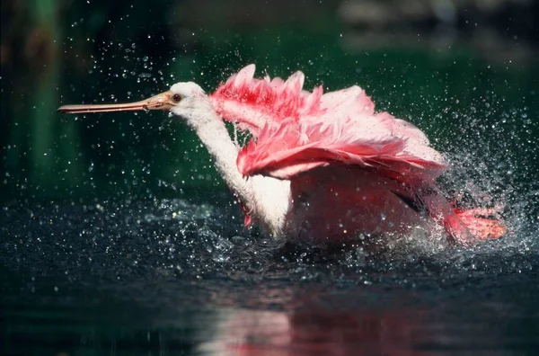 Roseate Spoonbill Bathing Lateral View — Foto de Stock