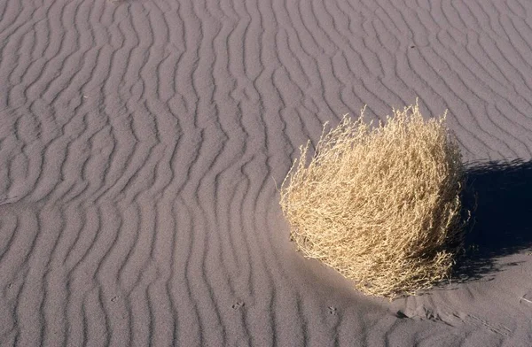 Sand Dune Bruneau Dunes State Park Idaho Usa North America — Fotografia de Stock