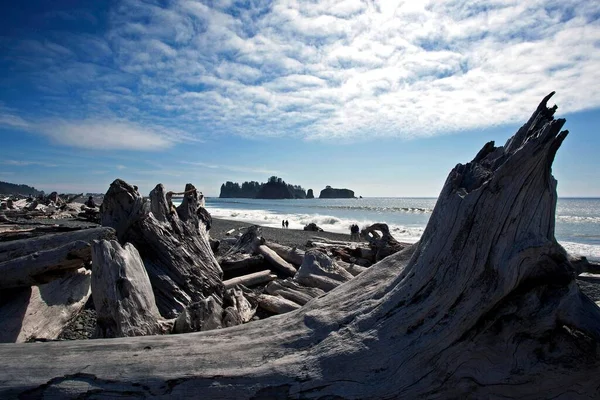 Driftwood Rialto Beach Push Forks Olympic National Park Washington Usa — 图库照片