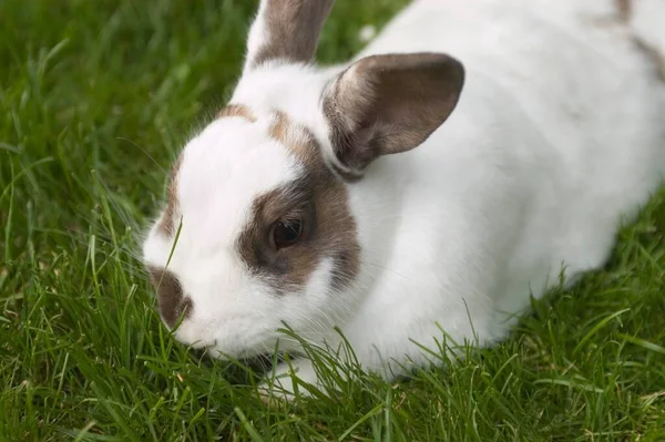 Feeding Dwarf Rabbit Sitting Meadow — Fotografia de Stock