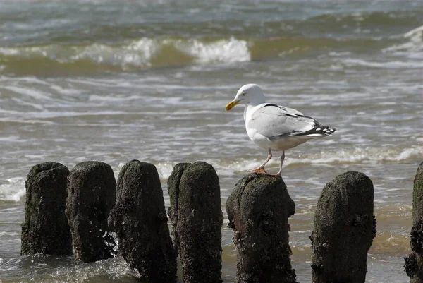 Herring Gull Larus Argentatus Beach Sylt Schleswig Holstein Germany Europe — Foto de Stock