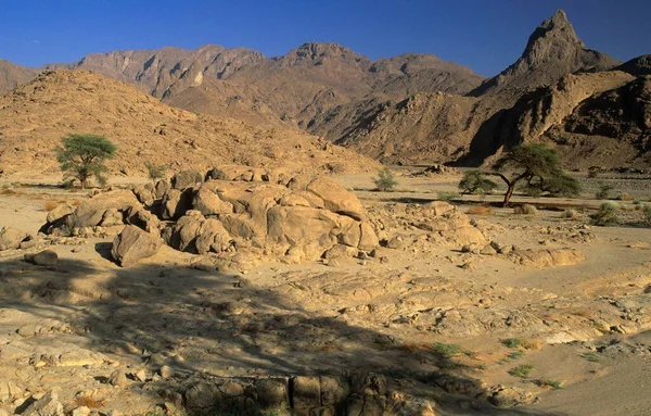 Acacia Trees Dry Valley Jebel Uweinat Jabal Awaynat — Stockfoto
