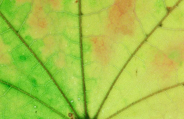 Norway Maple Leaf Detail Germany Acer Platanoides — Zdjęcie stockowe