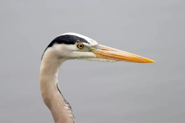 Head Gray Heron Ardea Cinerea — Stok fotoğraf