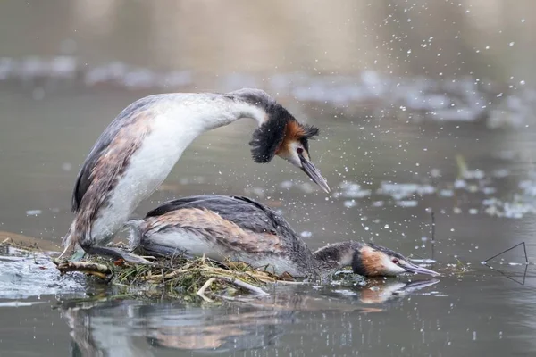 Great Crested Grebes Podiceps Cristatus Sating Water Hesse Germany Europe — стоковое фото