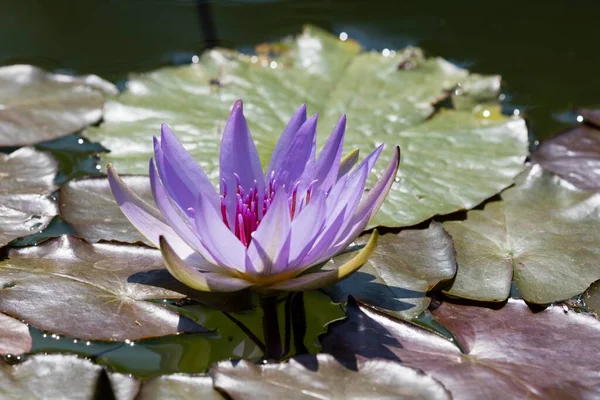 Water Lily North Rhine Westphalia Germany Europe — Stockfoto