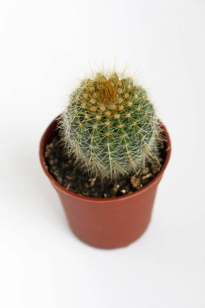 Cactus Pequeno Cactaceae Sobre Fundo Branco Vista Close — Fotografia de Stock