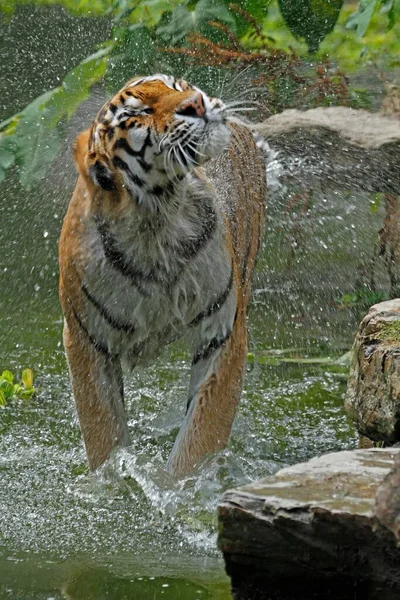 Сибирский Тигр Panthera Tigris Altaica Стоящий Воде Дрожащий Пленный — стоковое фото