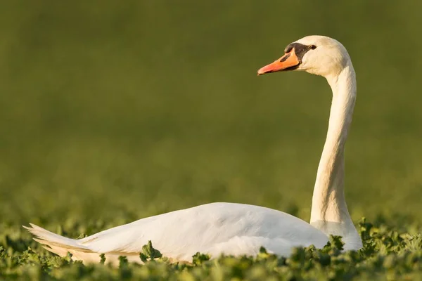 Mute Swan Cygnus Olor Canola Field Brassica Napus Fuldabrueck Hesse — Stockfoto