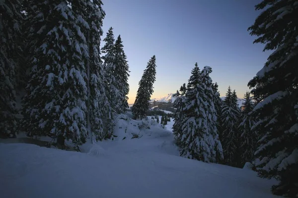 Mélyen Havazott Fenyők Sípályák Sellamatt Wildhaus Toggenburg Gall Svájc Európa — Stock Fotó