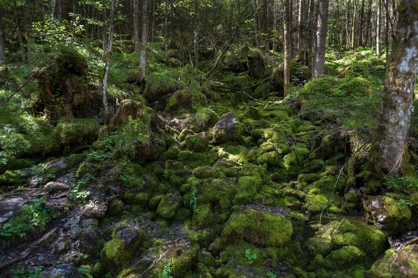 Dry course of a stream with mossy stones in the enchanted forest, Ramsau, Berchtesgadener Land, Upper Bavaria, Germany, Europe