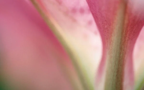 Daylily Flower Detail Hemerocallis Hybrid — Fotografia de Stock