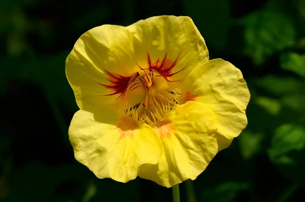 Jardim Nastúrcio Agrião Indiano Monges Agrião Tropaeolum Majus Flor Amarela — Fotografia de Stock