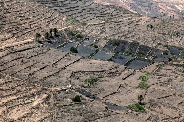 Terraced Fields Agriculture Haria Lanzarote Canary Islands Spain Europe — 스톡 사진