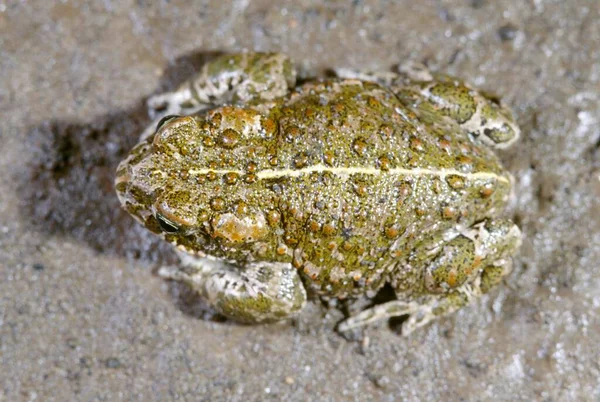 Βάτραχος Natterjack Bufo Calamita Κατά Διάρκεια Της Μετανάστευσης Βατράχου Που — Φωτογραφία Αρχείου