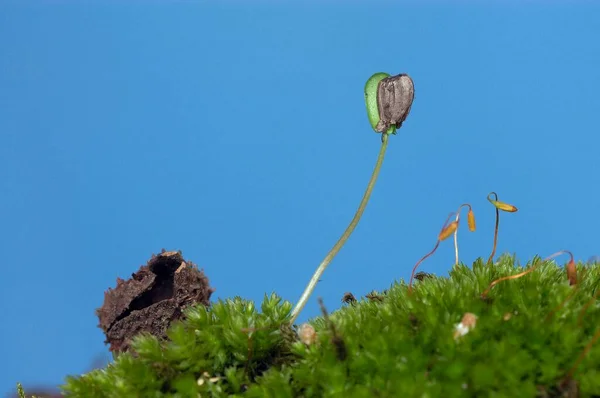 Beech Seedling Beechnut North Rhine Westphalia Germany Europe — Stock fotografie