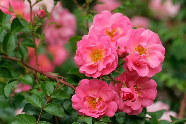 Arbusto Rosa Flores Rosa Vista Cerca Concepto Verano —  Fotos de Stock