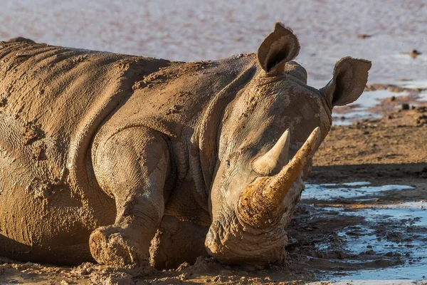 Rinoceronte Lábios Quadrados Chafurdar Lama Aquila Private Game Reserve Western — Fotografia de Stock