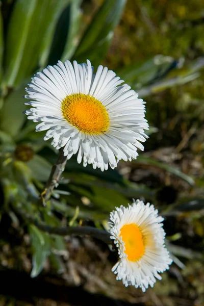Дві Великі Квіти Ромашки Вид Крупним Планом Літня Концепція — стокове фото
