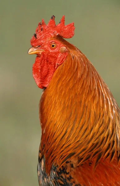 Free Range Domestic Fowl Rooster Texel Island Netherlands — Stock Fotó