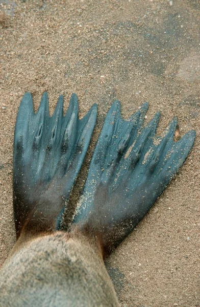 South African Fur Seal Fins Cape Cross Namibia Arctocephalus Pusillus — стокове фото