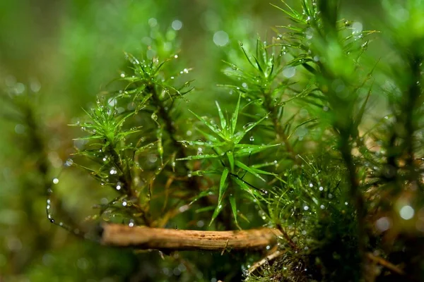 Moss Dew Close View — Stock Photo, Image