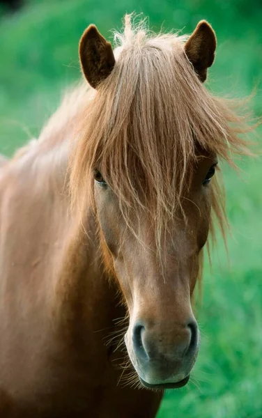 Welsh Mountain Pony Close Stock Image