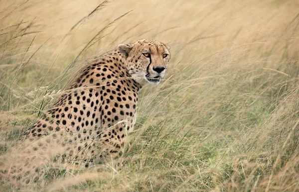 Cheetah Acinonyx Jubatus Sitting High Grass Maasai Mara National Reserve — Foto de Stock