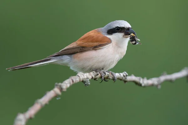 Red Backed Shrike Lanius Collurio Male Branch Prey Insect Biosphere — Stock Photo, Image