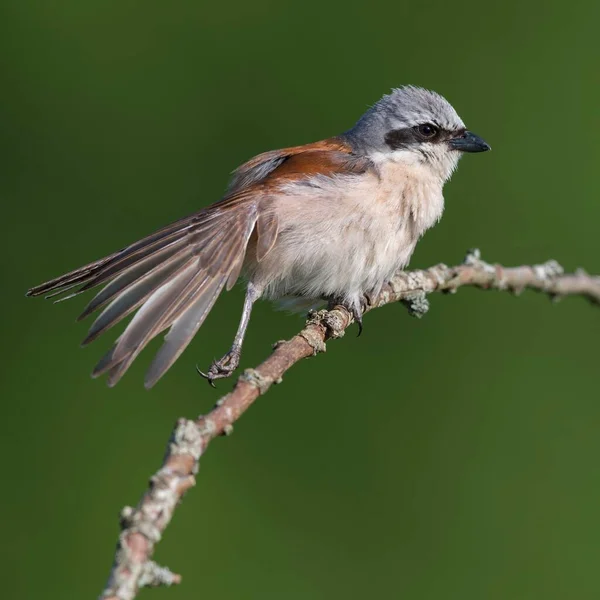 Red Backed Shrike Lanius Collurio Male Feathered Care Biosphere Reserve — Stock Photo, Image