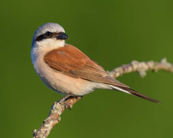 Red Backed Shrike Lanius Collurio Male Sitting Branch Biosphere Field — Zdjęcie stockowe