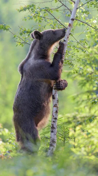 Бурый Медведь Ursus Arctos Стоящий Прямо Трогающий Дерево Еловом Лесу — стоковое фото