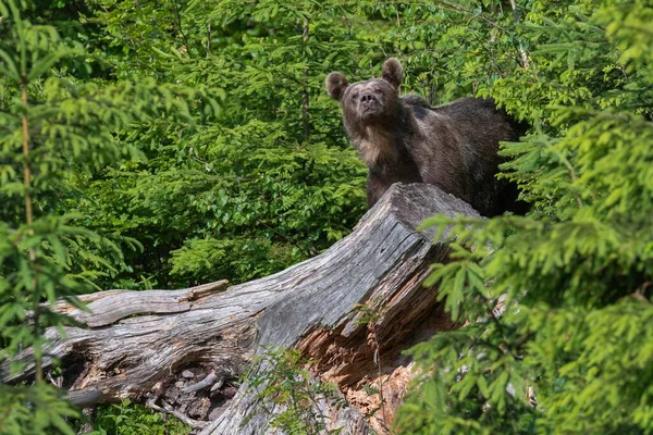 Brown Bear Ursus Arctos Standing Old Tree Trunk Spruce Forest — Stock fotografie