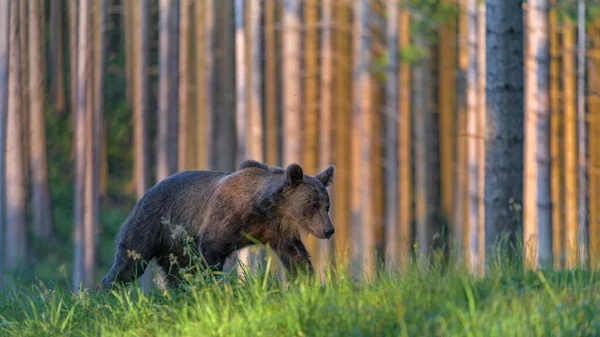 Brown Bear Ursus Arctos Running Grass Spruce High Forest Evening — Photo