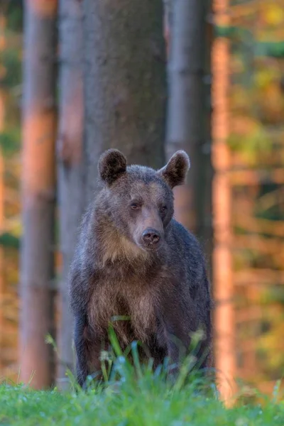 Brown Bear Ursus Arctos Standing Spruce High Forest Evening Light — Photo