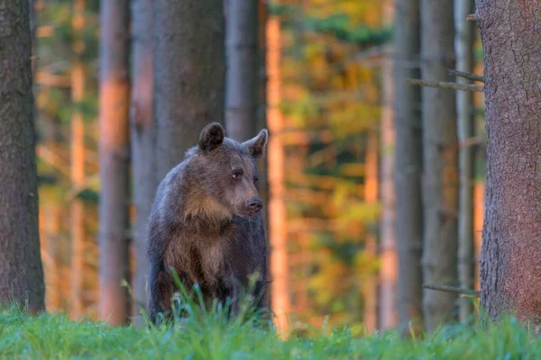 Бурый Медведь Ursus Arctos Стоящий Еловом Лесу Вечерний Свет Мал — стоковое фото