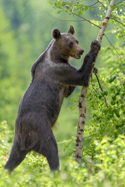 Brown Bear Ursus Arctos Standing Erect Touching Tree Spruce Forest — Stockfoto