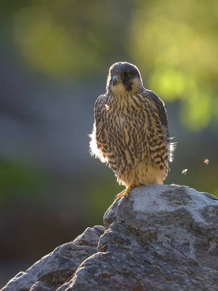 Peregrine Falcon Falco Peregrinus Young Bird Sitting Rock Backlit Bavarian — Photo