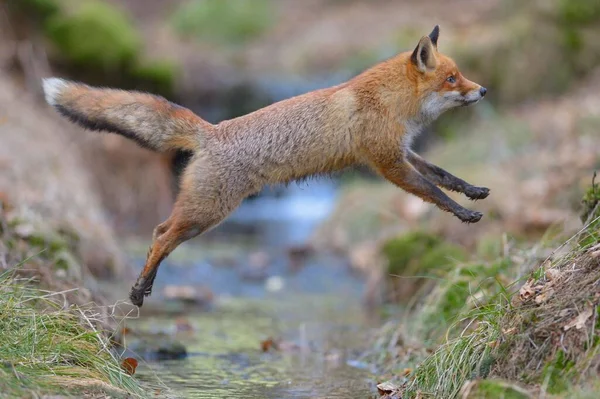 Red Fox Vulpes Vulpes Jumping Brook Bohemian Forest Czech Republic — 图库照片